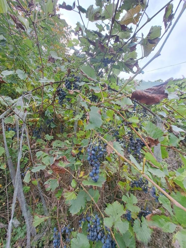 1c91e776-542c-4cc5-ad38-6fdbb241f11a